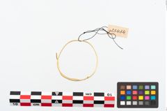 Foto von Golddrahtring (NHMW-PRAE-025484)